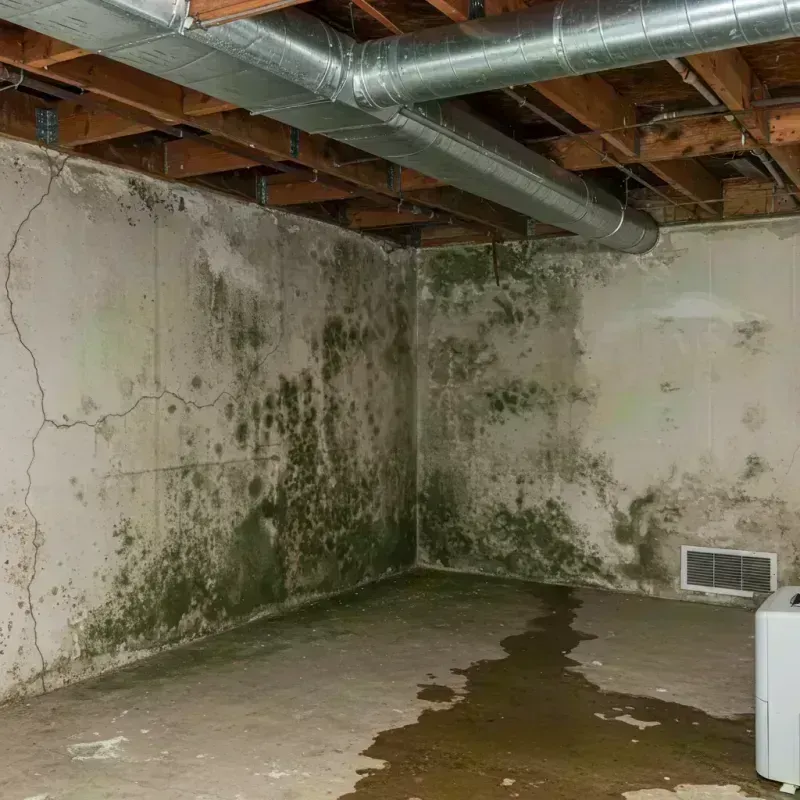 Professional Mold Removal in Columbine, CO